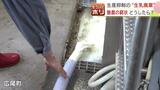 牛から搾ったばかりの生乳を捨てる…十数万円分「毎日ですよ、すごく悲しい」酪農家の苦悩 なぜこんなことに? | 北海道のニュース|HBC北海道放送