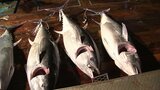 “海のダイヤ”クロマグロ 突然の豊漁で戸惑う韓国 100キロ超が1本2万円 漁獲枠で一部破棄も 気候変動による水温上昇が理由か…|TBS NEWS DIG