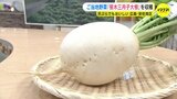 広島市のご当地野菜「笹木三月子大根」出荷ピーク　形が独特　天ぷらでもおいしい　|　RCC NEWS | 広島ニュース | RCC中国放送