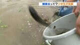 『鯉農法』で無農薬栽培の酒米作り 小学生が環境に優しい農業を学ぶ | 熊本のニュース|RKK NEWS|RKK熊本放送