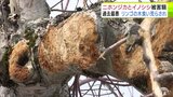 青森県「二ホンジカ」と「イノシシ」による農作物の被害額が過去最悪に 二ホンジカによる被害額は1900万円超 うち9割は黒石市で確認の『リンゴの木』食い荒らされた被害|TBS NEWS DIG