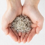 「じゃこ天、貧乏くさい」秋田県知事発言の一方で…こちらの「じゃこ」は貧乏くさいなんてとんでもない　しらす不漁、ちりめんじゃこ「価格高騰」でピンチ　|　BSSニュース | BSS山陰放送