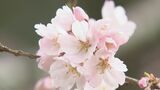 天龍峡のソメイヨシノ「開花宣言」暖かさで一気に開花進む 飯田|TBS NEWS DIG