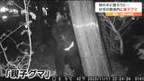「もう登らないと思う」親子グマが再び住宅敷地内に出没　ついに柿の実を枝ごと落とすことに　仙台|TBS NEWS DIG