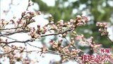 「弘前さくらまつり」が開幕! 外堀は花がほころび始めで開花も間近! “日本一のサクラ”を「世界の人に、みんなに見てほしい」|TBS NEWS DIG