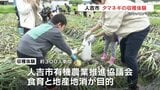 秋に植えた苗が大きく育ち　小学生たちが「タマネギの収穫体験」　熊本・人吉市|TBS NEWS DIG