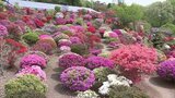 5000株のツツジ見頃 田村市の堂山つつじ公園 50年前から園主が植栽 福島 | 福島のニュース│TUF