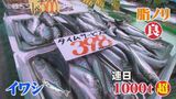 「なかなかない値段ですね」水揚げなんと…去年の２２０倍！マイワシ豊漁でスーパーでは半値に…なぜ？　|　BSSニュース | BSS山陰放送
