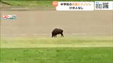 中学校の校庭にイノシシ登場 校庭やトラックを走る姿をカメラ捉える 宮城・大衡村 | 宮城のニュース│tbc NEWS│tbc東北放送