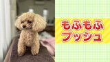 かわいいペットが恐ろしい火事を引き起こす…「もふもふプッシュ」に気をつけて!|TBS NEWS DIG