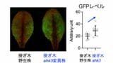 植物ホルモン「サイトカイニン」の長距離輸送メカニズムを解明「根の遺伝子」操作で葉の成長を促進【岡山大学・島根大学など】|TBS NEWS DIG