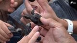 「カメさん頑張れ」海の環境を守り次世代へ中田島砂丘で清掃活動とウミガメ放流会=浜松 | 静岡のニュース | SBSNEWS | 静岡放送