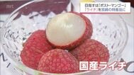 「マンゴーよりもライチやな」　国内流通わずか2％未満の超希少な「生ライチ」を特産品に　関係者の挑戦　|　MRTニュース ｜ ＭＲＴ宮崎放送