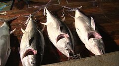 “海のダイヤ”クロマグロ　突然の豊漁で戸惑う韓国　100キロ超が1本2万円　漁獲枠で一部破棄も　気候変動による水温上昇が理由か…| TBS CROSS DIG with Bloomberg