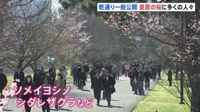 皇居･乾通り｢春の一般公開｣スタート 約100本の桜が並び、晴天のもと観光客らでにぎわう　3月29日まで開催|TBS NEWS DIG