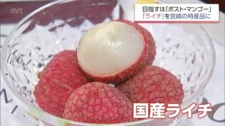 「マンゴーよりもライチやな」　国内流通わずか2％未満の超希少な「生ライチ」を特産品に　関係者の挑戦　|　MRTニュース ｜ ＭＲＴ宮崎放送