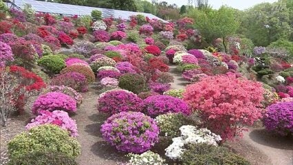 ツツジ ツツジ