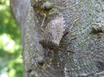 気づけば家の中に…お邪魔虫「カメムシ」正体と対策は？ | TBS NEWS DIG
