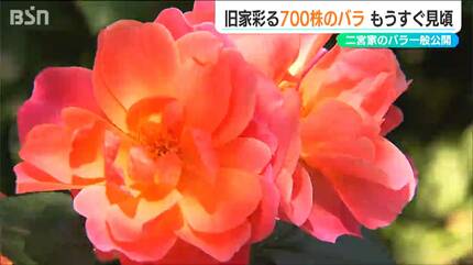 夫婦で育てた400種700株以上『二宮家バラ園』 好天の下で「少しでも
