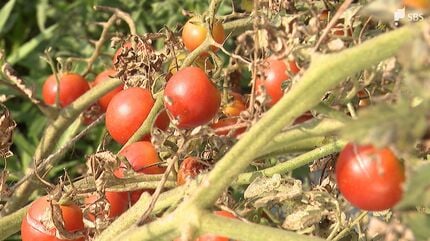 夏野菜がピンチ…価格はトマト17％増、キュウリは31％増「初めてこんな