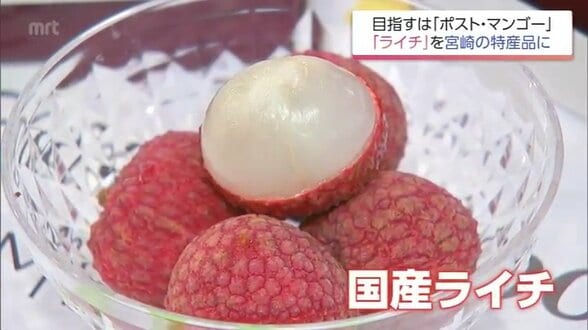 「マンゴーよりもライチやな」 国内流通わずか2%未満の超希少な「生ライチ」を特産品に 関係者の挑戦 | MRTニュース | MRT宮崎放送