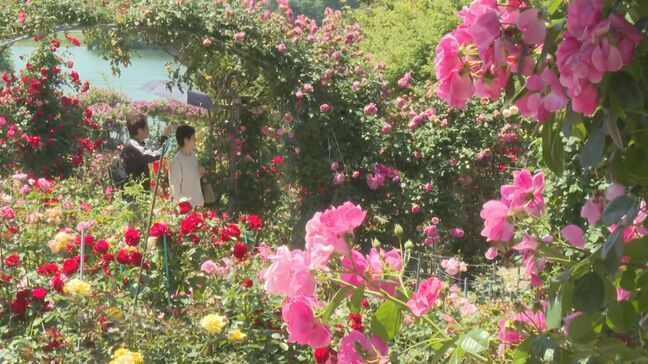 100品種2500本のバラが見頃迎える 宇佐市の千財農園 大分|TBS NEWS DIG