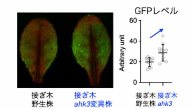 植物ホルモン「サイトカイニン」の長距離輸送メカニズムを解明「根の遺伝子」操作で葉の成長を促進【岡山大学・島根大学など】|TBS NEWS DIG