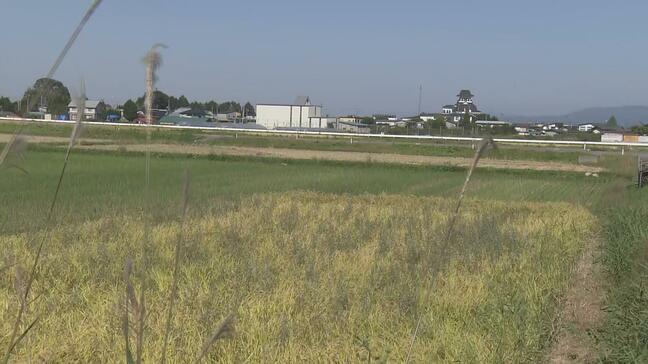 【速報・詳報】クマに突進され背中に乗られて首を引っかかれて男性負傷　付近の人「いるはずがなかったところに…」　青森県では２週間で５件目の人的被害　田舎館村【午後０時２０分更新・現場映像】|TBS NEWS DIG