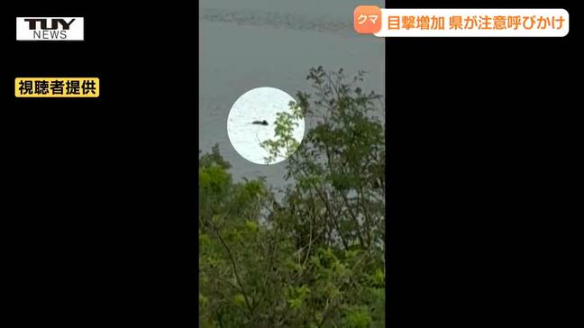 川を泳いで陸に上がるクマが...県内でまたクマ目撃　県は「クマ出没警報」発令中（山形）|TBS NEWS DIG