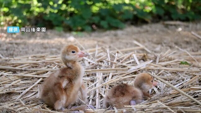 【ふわふわ】タンチョウのヒナ2羽が誕生　2年続けて後楽園で　「そっと静かに見守って」【岡山】|TBS NEWS DIG