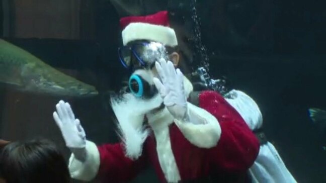 水槽にサンタさん！？おさかな館に“ダイバーサンタ” 訪れた人たちに思い出をプレゼント|TBS NEWS DIG