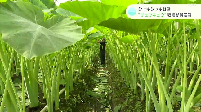 大きいもので高さ3メートル！　シャキシャキ食感が魅力の夏の味覚“リュウキュウ”収穫が最盛期|TBS NEWS DIG