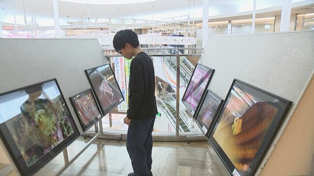 日南海岸に生息する海の生き物やサンゴなどの写真展 宮交シティで2月27日まで|TBS NEWS DIG