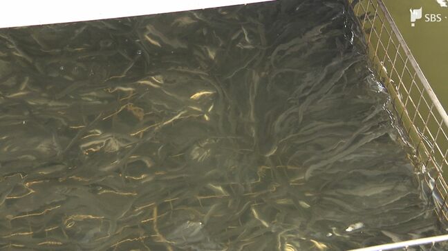 「熱が余っているところでなくてはできない」下水処理場でウナギを養殖!? 処理過程で発生の余熱を利用【SDGs】|TBS NEWS DIG