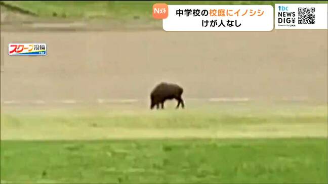 中学校の校庭にイノシシ登場　校庭やトラックを走る姿をカメラ捉える　宮城・大衡村|TBS NEWS DIG
