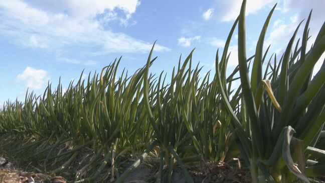 岡崎市で唯一｢あいちの伝統野菜｣認定 "法性寺ねぎ"の収穫最盛期 甘みや香りの強さが特長 愛知|TBS NEWS DIG