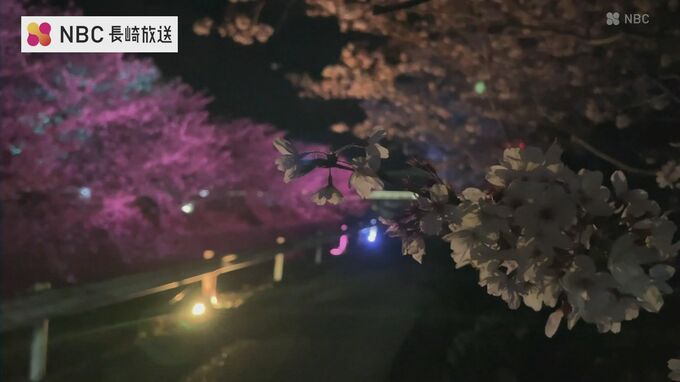 卒業記念の100本の桜が色とりどりにライトアップ【長崎・対馬】　|　長崎のニュース | 天気 | NBC長崎放送