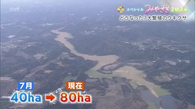 ダムの水面を覆いつくすウオーターレタス「ウキクサ」が８０ヘクタールに大繁殖　除去費用２億円超の予算が足りない懸念も　|　MRTニュース ｜ ＭＲＴ宮崎放送