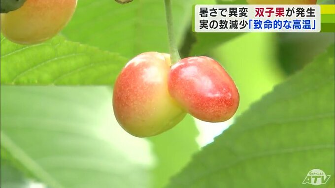 「31℃はサクランボにとって致命的な高温」記録的な猛暑が影響か　サクランボの『双子果』　高級サクランボ「ジュノハート」にも影響が…　|　青森のニュース│ATV NEWS│青森テレビ