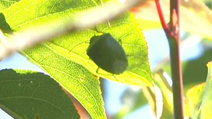 「斑点米カメムシ類」九州・山口各県で急増　注意報相次ぐ　高温続きで多発のおそれ|TBS NEWS DIG