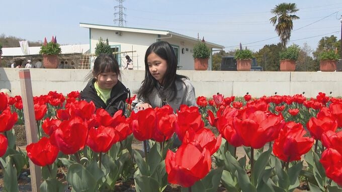 5万本超のチューリップが見ごろ　おかばる花公園　大分　|　大分のニュース｜OBS NEWS｜大分放送