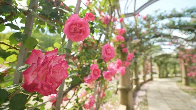 「花のにおいとか色とか鮮やか」1200種のバラが見ごろ　日本一長いバラの回廊も見どころ　山梨・ハイジの村　|　山梨のニュース | ＵＴＹテレビ山梨