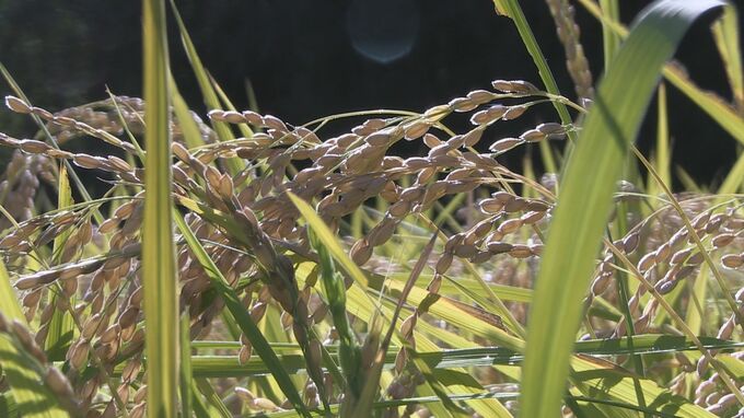 水不足に高温多雨も岩手のコメに最高評価　銀河のしずくが7年連続「特Ａ」に　2024年産の食味ランキング|TBS NEWS DIG