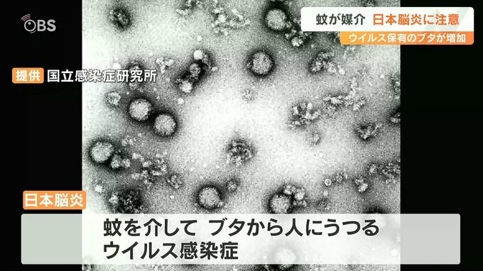 「蚊に刺されないよう注意を」県が注意喚起 日本脳炎ウイルス保有のブタの割合が増加　大分　|　大分のニュース｜OBS NEWS｜大分放送