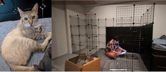 【やす子】　ネコ用に作成した　巨大ケージ　「結局使ってない」　定位置はソファの上|TBS NEWS DIG