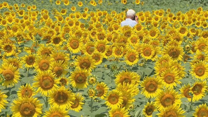 厳しい暑さ続く県内… 「ひまわり村」今年もオープン！訪れた園児に向け熱中症対策　|　石川県のニュース｜MRO北陸放送