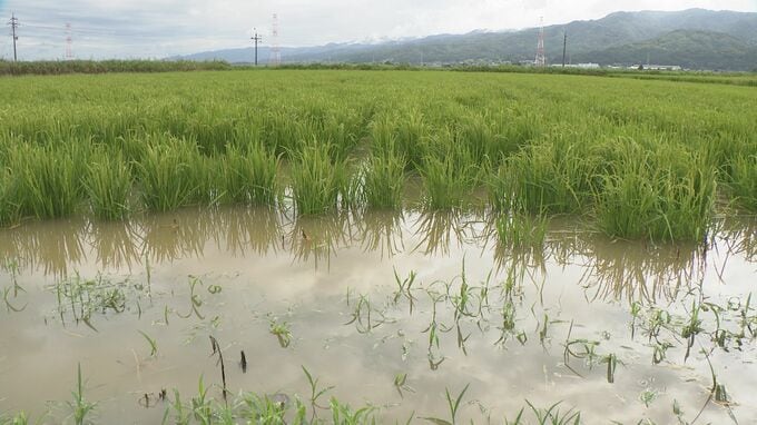 記録的豪雨による被害 稲刈り目前の田んぼ浸水被害、落雷で乾燥機も使用不能に コメ農家に打撃|TBS NEWS DIG
