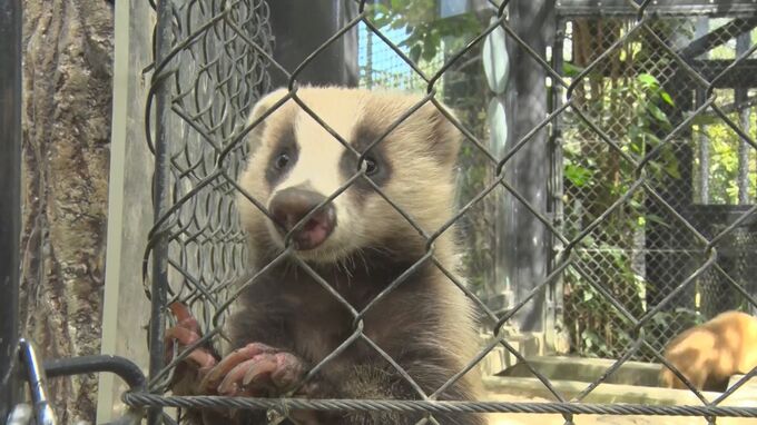 沖縄こどもの国で初めて生まれたニホンアナグマの赤ちゃん　早くも人気者に|TBS NEWS DIG