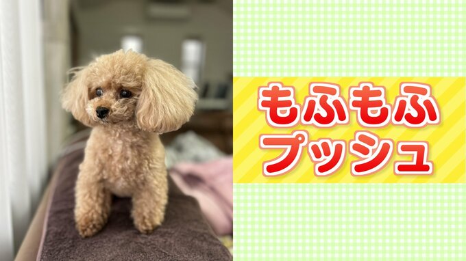 かわいいペットが恐ろしい火事を引き起こす…「もふもふプッシュ」に気をつけて！|TBS NEWS DIG