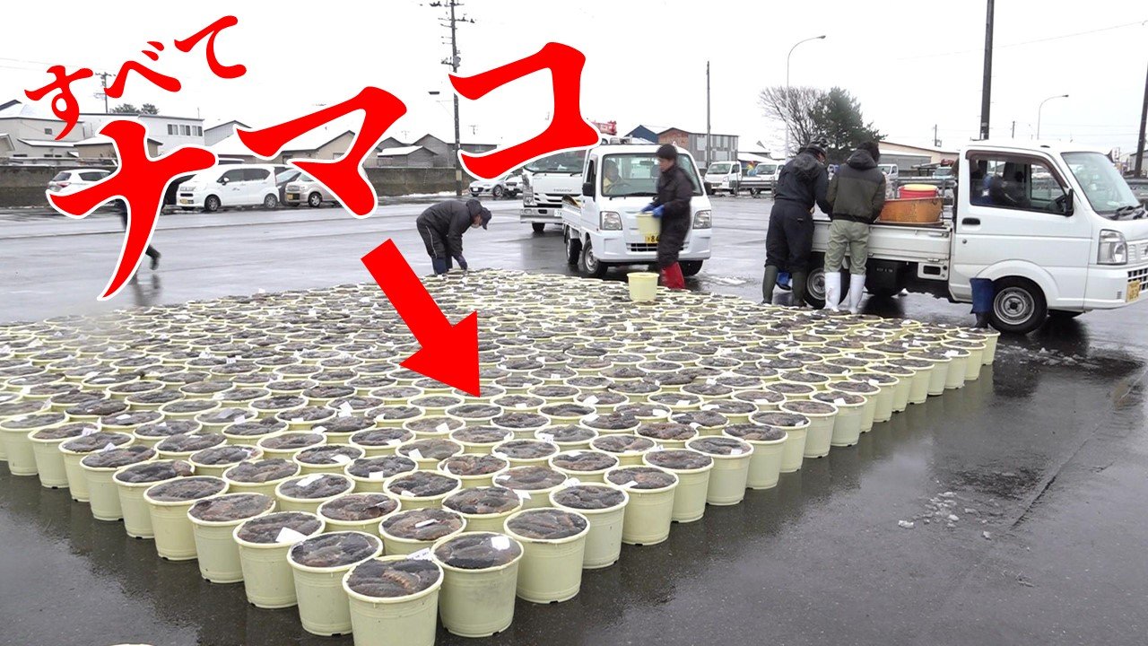 漁港に約10トンの『ナマコ』 桁網でのナマコ漁2年ぶり解禁も資源保護の